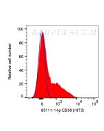 Anti-Human CD38 (HIT2) Proteintech  65111-1-Ig