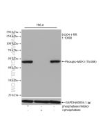Phospho-MEK1 (Thr386) Recombinant monoclonal antibody Proteintech  81304-1-RR