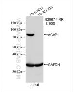 ACAP1 Recombinant monoclonal antibody Proteintech  82967-4-RR