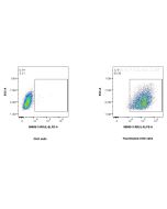 Anti-Canine CXCL8/IL-8 Rabbit Recombinant Antibody Proteintech  98689-3-RR