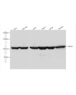 GRP94 Recombinant monoclonal antibody Proteintech  83147-5-RR