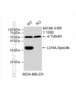 LDHA-Specific Recombinant monoclonal antibody Proteintech  84198-3-RR