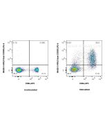 Anti-Mouse CRTAM/CD355 Rabbit Recombinant Antibody Proteintech  98420-3-RR
