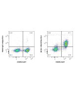 Anti-Mouse CD79a Rabbit Recombinant Antibody Proteintech  98129-1-RR