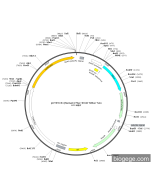 pCYP27A1(human)-Fluc-SV40-hRluc-Neo