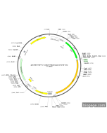 pEnCMV-EGFP-2×Linker-Ptk2(mouse)-SV40-Neo