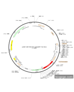 pCDH-CMV-MCS-EF1-turboRFP-T2A-Puro